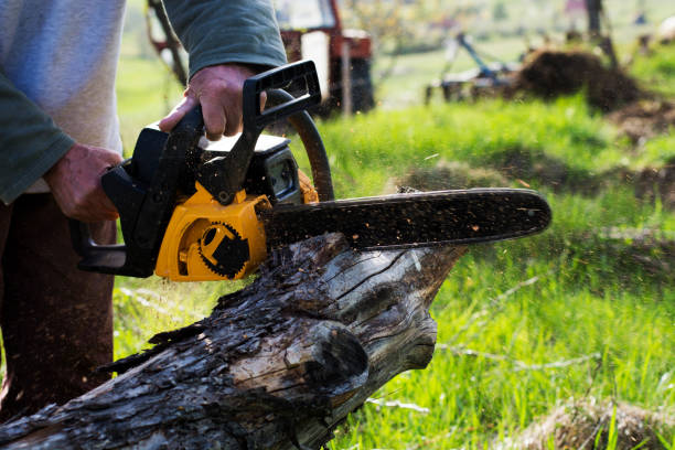 Professional Tree Removal Services in Crow Agency, MT